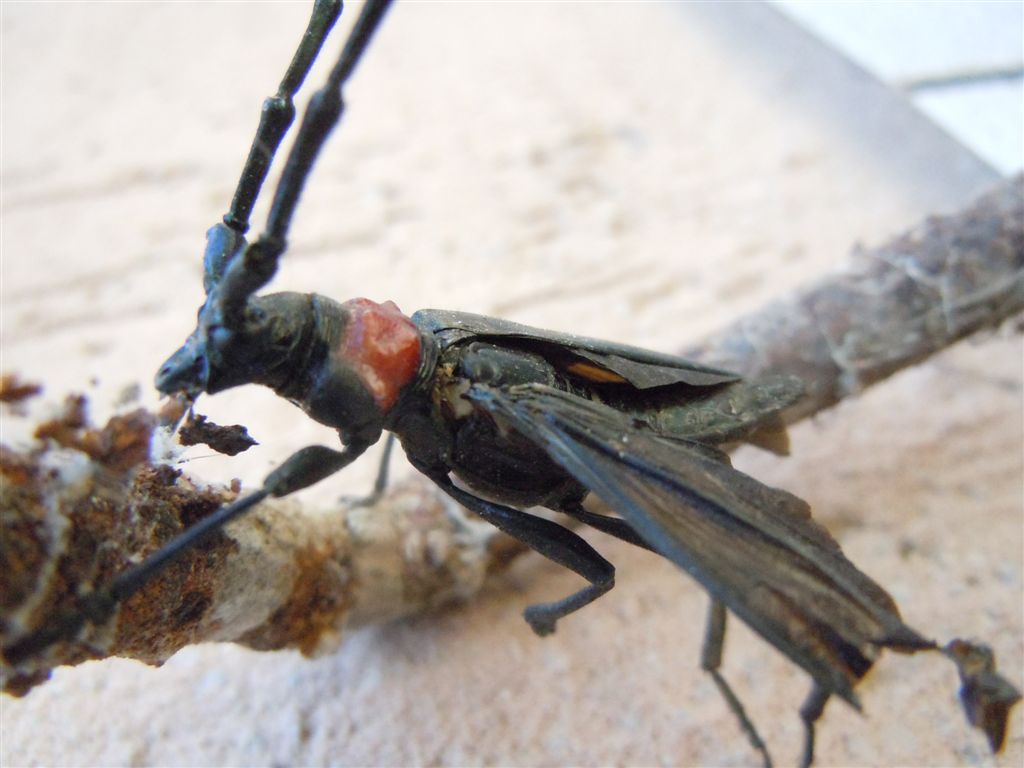 Cerambycidae, Aromia bungii, terza segnalazione in Italia?